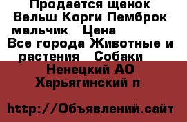 Продается щенок Вельш Корги Пемброк мальчик › Цена ­ 65 000 - Все города Животные и растения » Собаки   . Ненецкий АО,Харьягинский п.